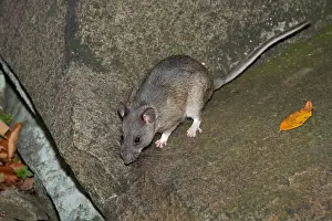 Rats Prints: Allegheny Woodrat (Neotoma Magister)