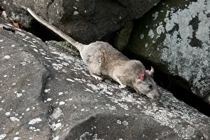Rats Prints: Allegheny Woodrat (Neotoma Magister)