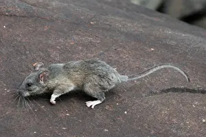 Rats Prints: Allegheny Woodrat (Neotoma Magister)