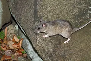 Rats Prints: Allegheny Woodrat (Neotoma Magister)