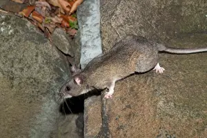 Many Science & Medical Prints: Allegheny Woodrat (Neotoma Magister)