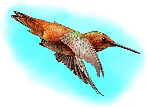 Animals Prints: Allen's Hummingbird