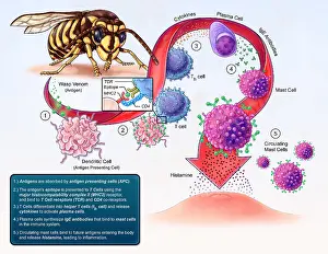 Development Prints: Allergy Development, illustration
