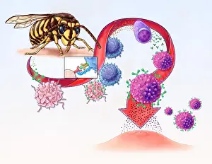 Development Prints: Allergy Development, illustration