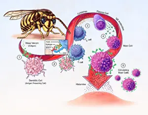 Development Prints: Allergy Development, illustration