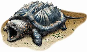 Aligator Prints: Alligator Snapping Turtle
