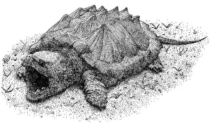 Open Prints: Alligator Snapping Turtle