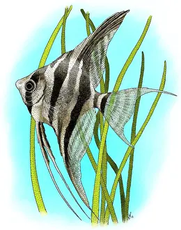 Angelfish Prints: Altum Angelfish