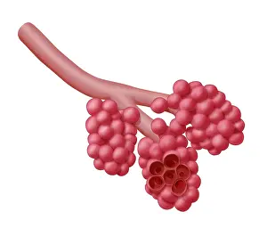 Sacs Prints: Alveoli