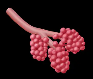 Sacs Prints: Alveoli