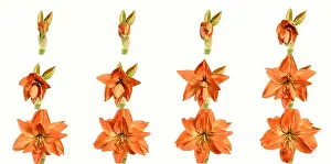 Blooming Prints: Amaryllis blooming