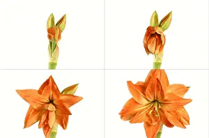 Opening Prints: Amaryllis blooming sequence