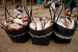 Amazon Prints: Amazon Fishery