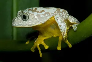 Mimicry Prints: Amazon Leaf Frog