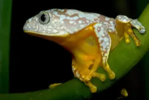 Mimicry Prints: Amazon Leaf Frog