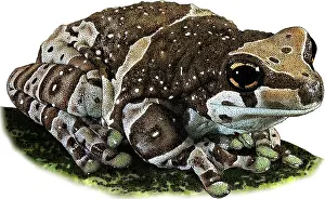 Milk Prints: Amazon Milk Frog, Illustration
