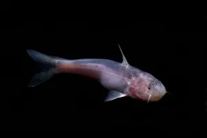 Ecology Prints: Amazon River Catfish