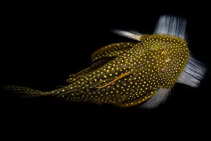 Catfish Prints: Amazon River Catfish