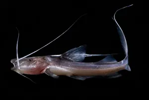 Commercial Prints: Amazon River Catfish