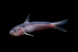 Ecology Prints: Amazon River Catfish