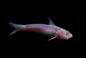 Amazon River Catfish