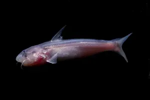 Freshwater Prints: Amazon River Catfish