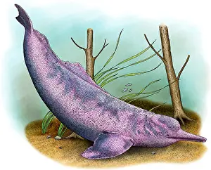 Dolphin Prints: Amazon River Dolphin