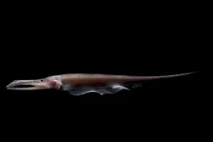 Field Prints: Amazon River fish