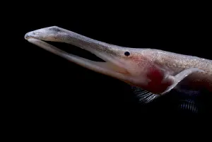 Field Prints: Amazon River fish
