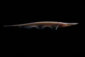 Field Prints: Amazon River fish