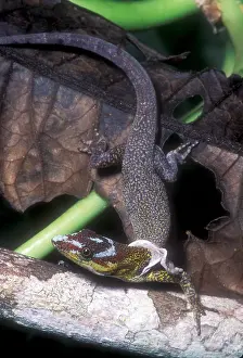 2005 Prints: Amazon Streak Lizard
