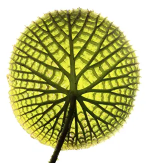 Leaf Prints: Amazon water lily