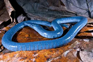 Caecilian Prints: Amazonian Caecilian