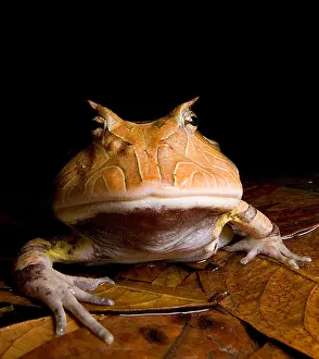Predator Prints: Amazonian Horned Frog