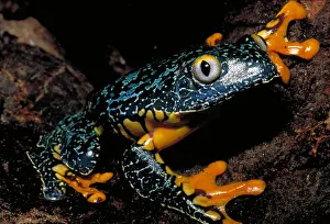 Horizontal Prints: Amazonian leaf frog