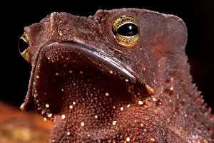 Toads Prints: Amazonian Leaf Toad