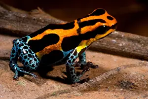 Alkaloids Prints: Amazonian Poison Frog