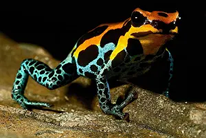 Amazonian Poison Frog