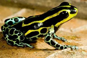 Coloration Prints: Amazonian Poison Frog