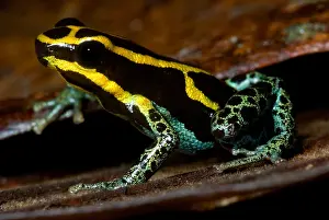 Coloration Prints: Amazonian Poison Frog