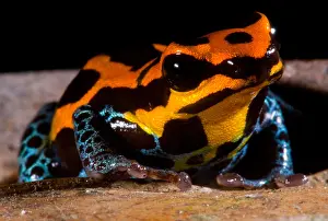 Amazonian Poison Frog