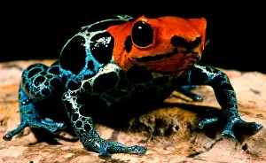 Coloration Prints: Amazonian Poison Frog