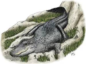 Aligator Prints: American Alligator