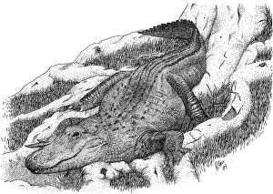 Aligator Prints: American Alligator