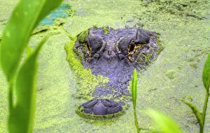 Aligator Prints: American Alligator Hiding in Duckweed