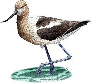 Graphics Prints: American Avocet