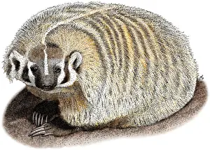 April Prints: American Badger