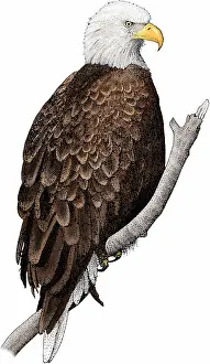 Eagle Prints: American bald eagle