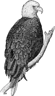 Flying Prints: American Bald Eagle