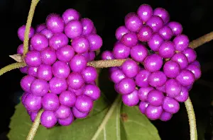 Plantae Prints: American Beautyberry